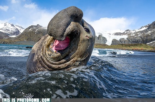 Goofy Elephant Seal Photobomb