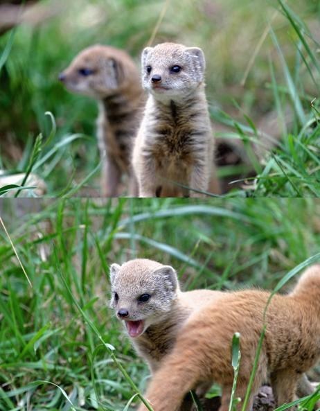 Squee Spree: Tiny Mongeese 