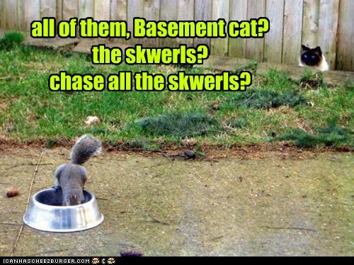 all of them, Basement cat? the skwerls? chase all the skwerls?