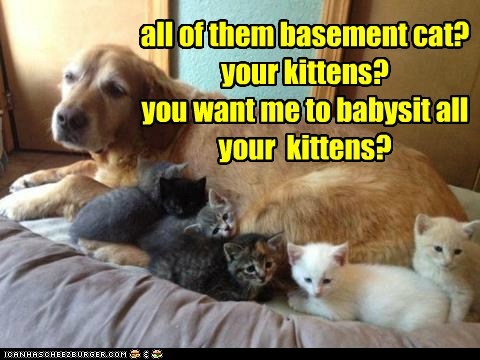 all of them basement cat? your kittens? you want me to babysit all your  kittens?