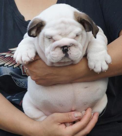 Cyoot Puppy ob teh Day: Chubbykins  