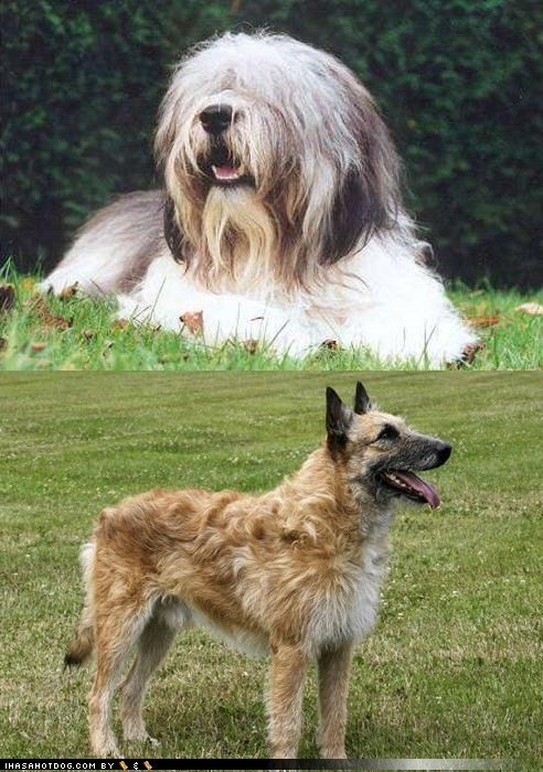 Goggie ob teh Week FACE OFF: Polish Lowland Sheepdog vs. Belgian Laekenois