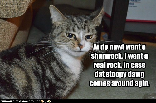Confused Kitteh is Confused About "Sham" Rocks