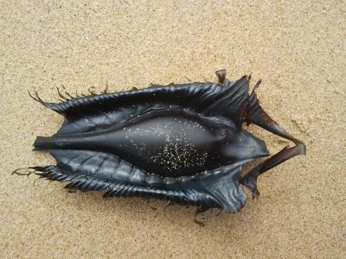 A Ghost Shark's Egg Case