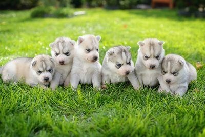 Cyoot Puppy ob teh Day: Row of Huskies 