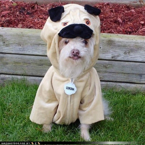 Yo Dwag, I Heard You Like Dogs