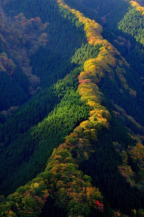 Handsome Maple Ridges in Japan
