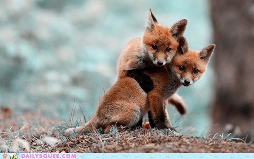 Fox Kits 