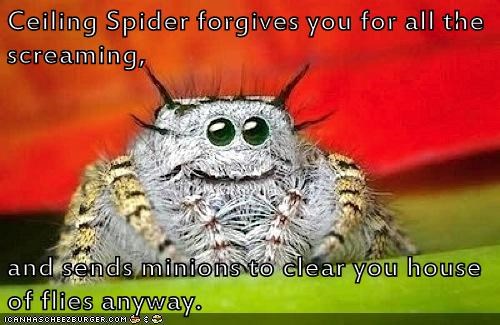 Misunderstood Spider Is Misunderstood