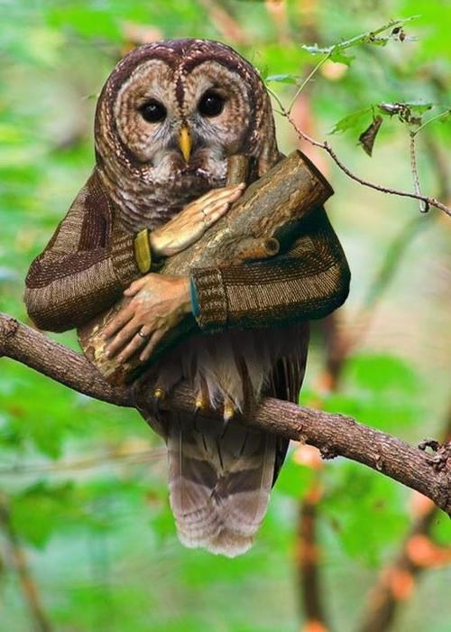 Log Lady Owl