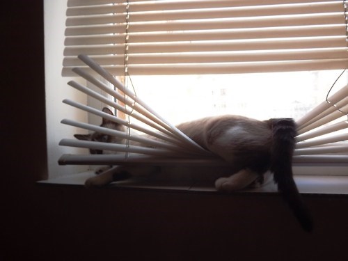 Cats vs. Blinds
