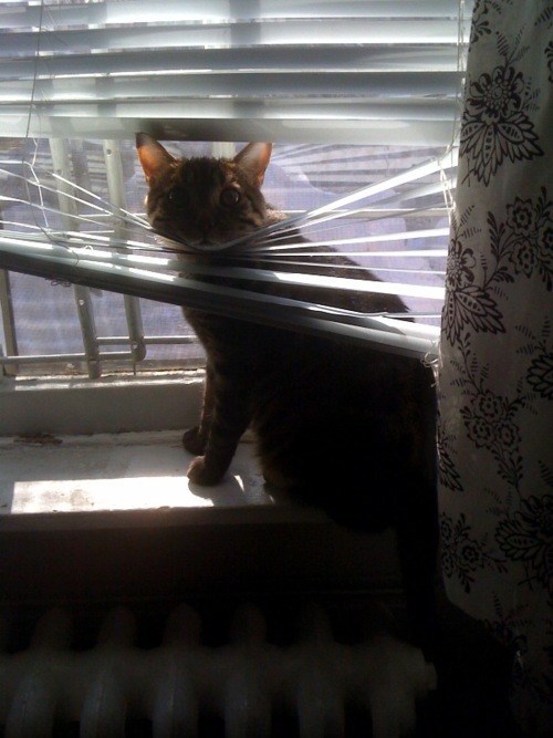 Cats vs. Blinds