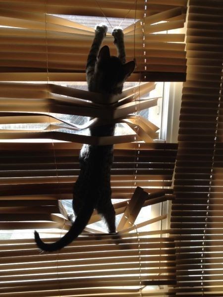 Cats vs. Blinds