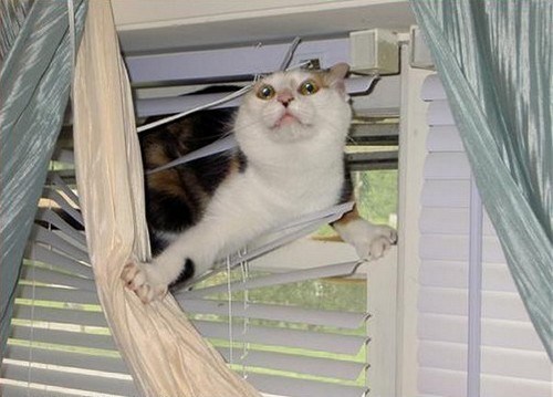 Cats vs. Blinds