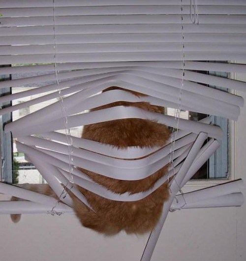 Cats vs. Blinds
