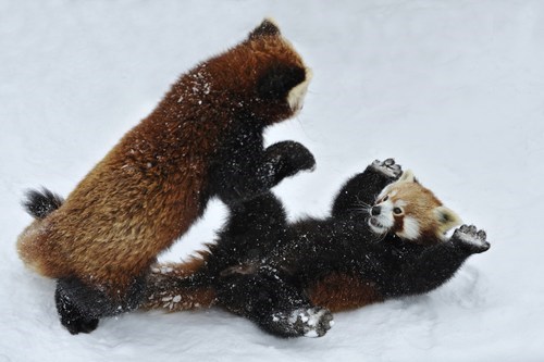 Panda Play