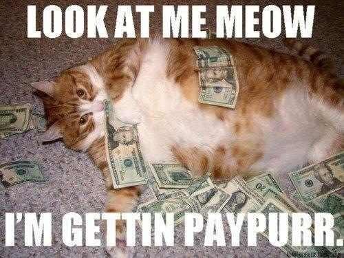 Fat Cats
