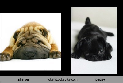 sharpe Totally Looks Like puppy