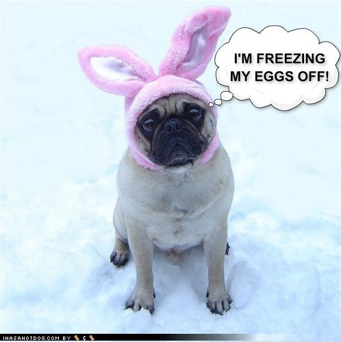 Funny Pug Bunny Blue Balls