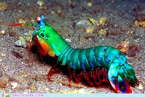 Fabulous Mantis Shrimp
