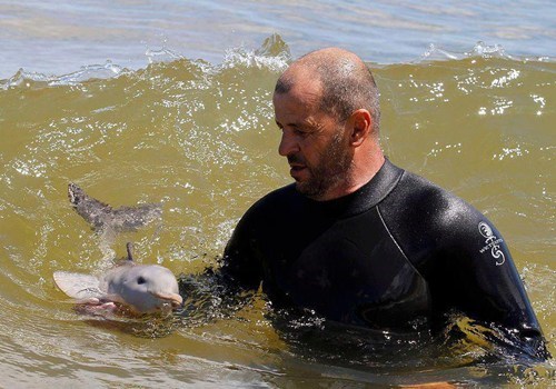 Little Flipper