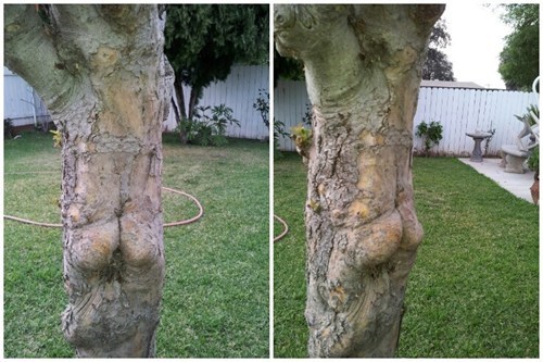 This Tree Must Have a Killer Workout Routine