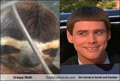 Creepy Sloth Totally Looks Like Jim Carrey in Dumb and Dumber