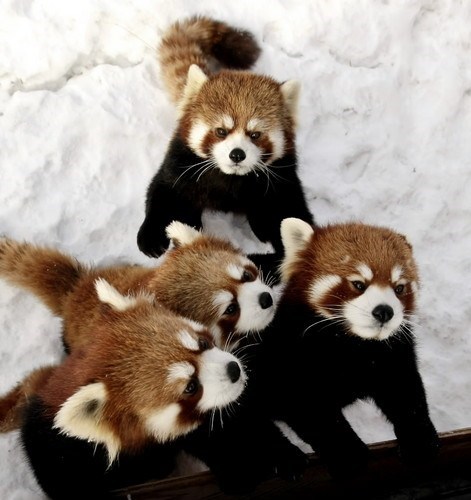 Red Panda Cubs