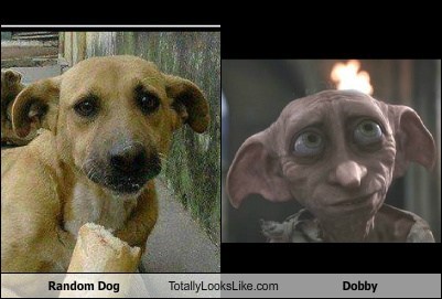 Random Dog Totally Looks Like Dobby