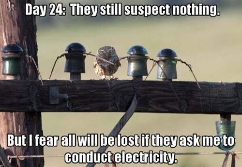 It'll be a Hoot!