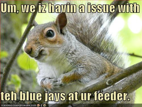 Um, we iz havin a issue with  teh blue jays at ur feeder.