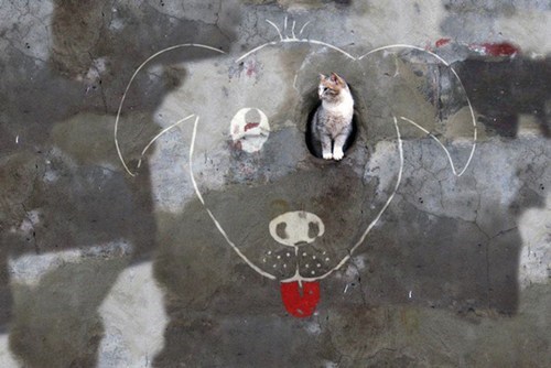 Even Cats Can Enjoy Clever Street Art