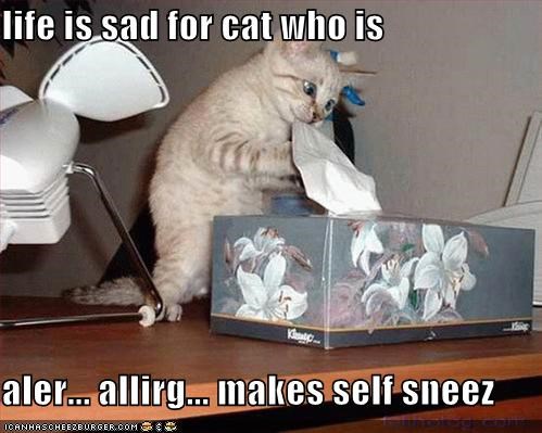 life is sad for cat who is  aler... allirg... makes self sneez