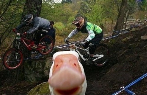 Duck Just Don't Care