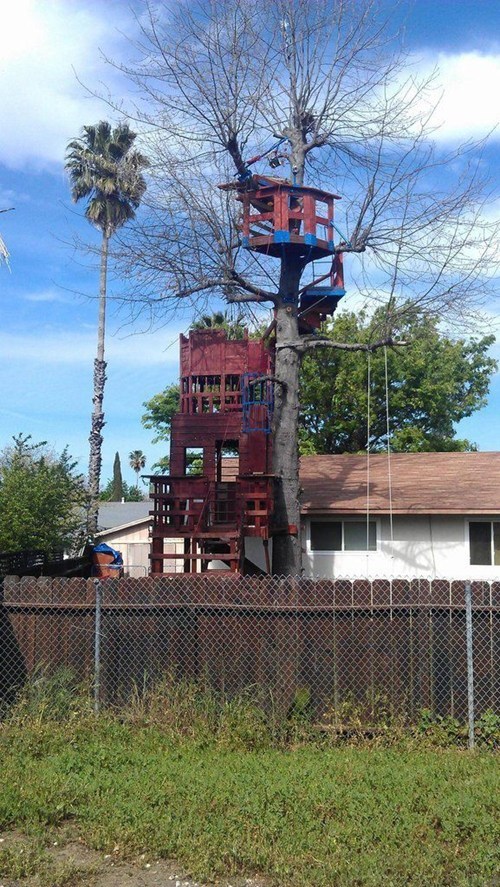 You Wish You Had This Tree Fort