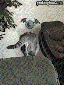 Woobat Used Double Team