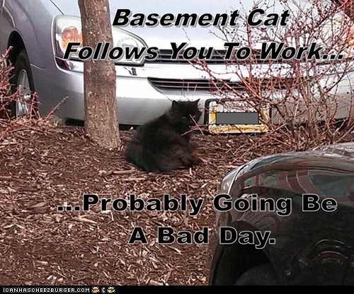 OMG... Basement Cat Followed Me to Work!