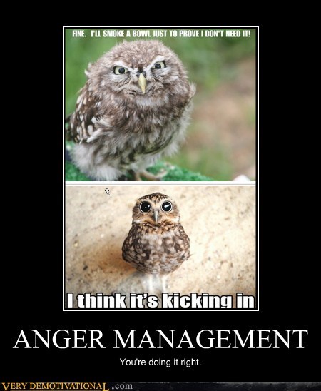 Owls Have Anger Issues