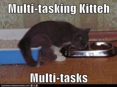 Multi-tasking Kitteh  Multi-tasks