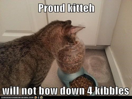 Proud kitteh  will not bow down 4 kibbles
