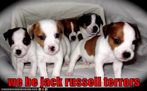 we be jack russell terrors