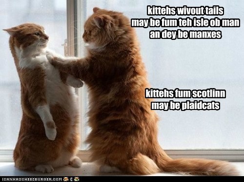 kittehs wivout tails may be fum teh isle ob man an dey be manxes     kittehs fum scotlinn may be plaidcats
