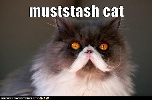 muststash cat