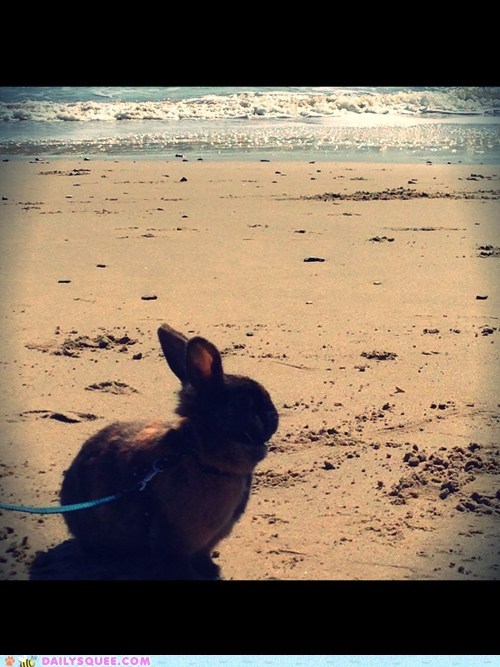 Bunny's Day Out to the Beach