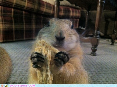 Lily the Prairie Dog