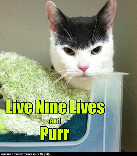 Live Nine Lives and Purr