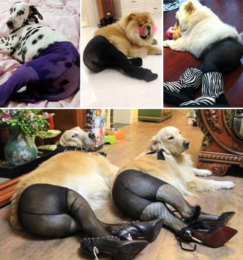 Photo Fad of the Day: Dogs Wearing Pantyhose