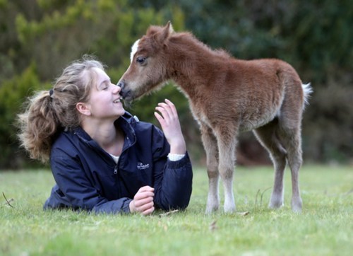 One of the Worlds Smallest Miniature Ponies 