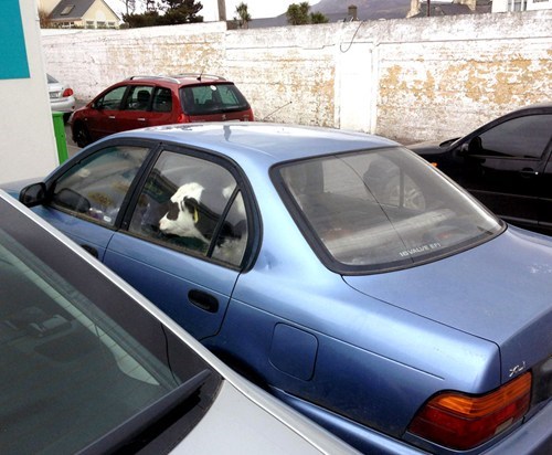 Only in Ireland...