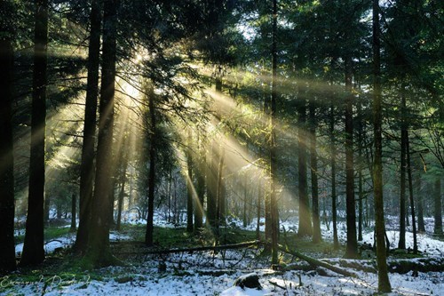 Breaking Through the Forest